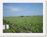 Fields around L.M. Montgomery's home - PEI * 2592 x 1944 * (1.81MB)